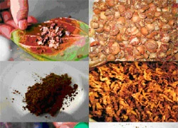 Thuốc lá không khói - thần dược hay độc dược?