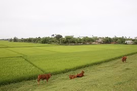 Đầu năm về làng ... đánh vợ 