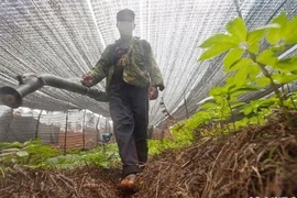 Đông dược Trung Quốc “đẫm” thuốc trừ sâu