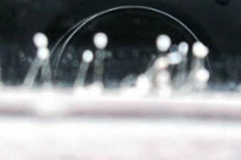 Xuất hiện hoa 3.000 năm mới nở