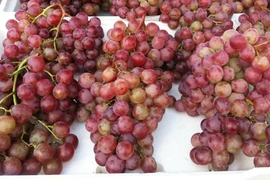 Báo động chất lượng nông sản