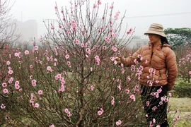 Đào cười, người héo