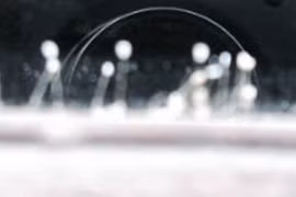 Xuất hiện hoa 3.000 năm mới nở