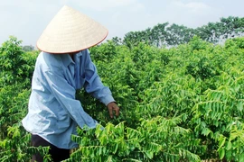 Hãi với rau ngót “tắm” thuốc trừ sâu 