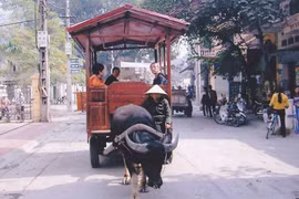 Về Bát Tràng mà đi... xe trâu