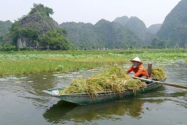Tam Cốc mùa vàng