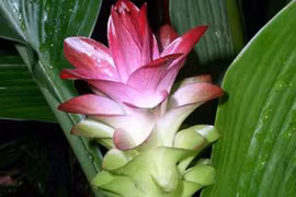 Erosy có phải là “thần dược”?