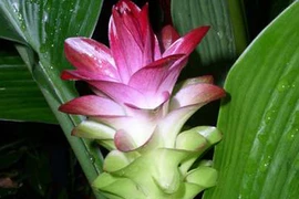 Erosy có phải là “thần dược”?