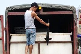 Thu giữ 1,5 tấn cá tầm Trung Quốc “ngất” trên đường về Hà Nội