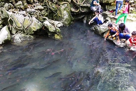 Thực hư về suối cá thần