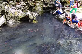 Thực hư về suối cá thần