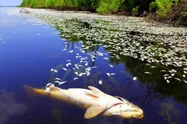 “Biển chết” trên đại dương