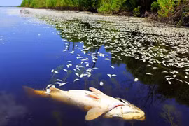 “Biển chết” trên đại dương