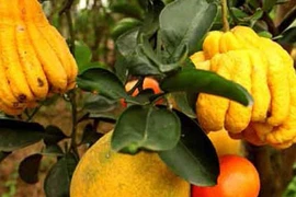 Người tạo ra “cây ngũ quả”