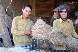 Làm lại cuộc đời trên đất cói
