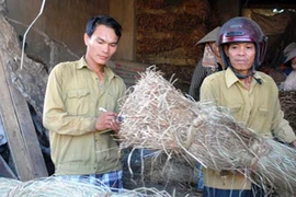 Làm lại cuộc đời trên đất cói