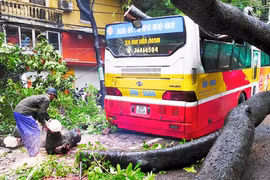 Hà Nội: Nhiều cây đổ khi mưa kéo dài