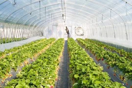 Trồng rau trên… sao Hỏa