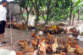 Thực phẩm sạch vẫn khó tiêu thụ