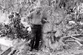 Cây hoa sữa 600 tuổi