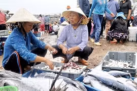 Đặc sản xã đảo Nghi Sơn