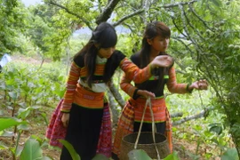 Mộc Châu, mùa hái mận