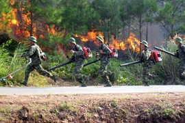 Khô hạn, xâm nhập mặn bao trùm 