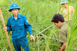 Kinh hoàng trước đàn chó lạ, nghi mắc bệnh dại