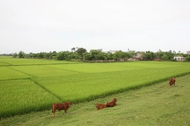 Đầu năm về làng ... đánh vợ 
