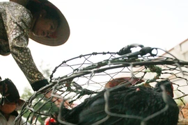 Thực phẩm quê lên ngôi 