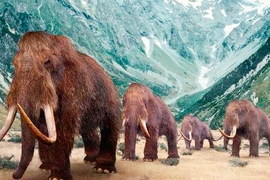 Đi xem răng Ma mút ở Hà Nội