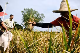 Tranh cãi về “gạo vàng”