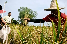 Tranh cãi về “gạo vàng”