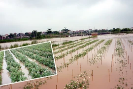 Bão chồng bão, người trồng hoa Tây Tựu long đong