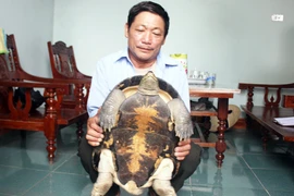 Nghệ An: Rùa nặng 12kg bò vào nhà dân