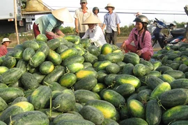 “Vị đắng” của dưa hấu