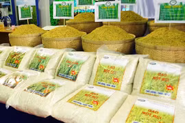 Chưa phát hiện gạo Trung Quốc có chất gây ung thư tại Việt Nam