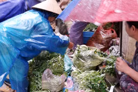 “Mượn” bão, rau tăng giá