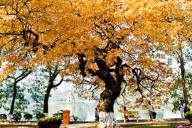 “Mùa thu Hà Nội - Paris”