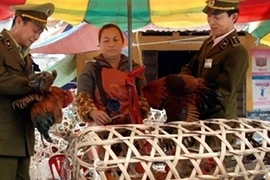 Rình rập dịch cúm chết người từ gia cầm