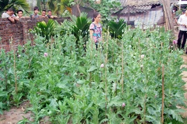 Trồng thuốc phiện vì nghĩ là… thuốc chữa bệnh(?!)