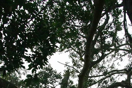 Công nhận thêm 4 cây là “Cây di sản Việt Nam”