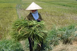 Tiếp vụ 16.000 hecta lúa lép: Phải là đền bù chứ không chỉ hỗ trợ
