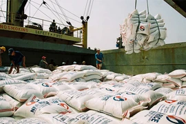 Xuất khẩu gạo tăng nhưng nông dân lỗ nặng