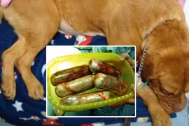 Dùng chó để buôn ma túy