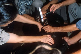 Uống mật gấu rước mầm bệnh 