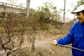 Nông dân thất thu vì thời tiết thất thường