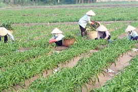 Sử dụng các sản phẩm từ Trinh nữ hoàng cung: Cẩn trọng không thừa!