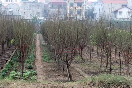 Đào, quất, cây cảnh thời kinh tế lao đao 