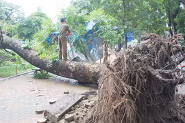 Hà Nội: Đổ cây lớn 